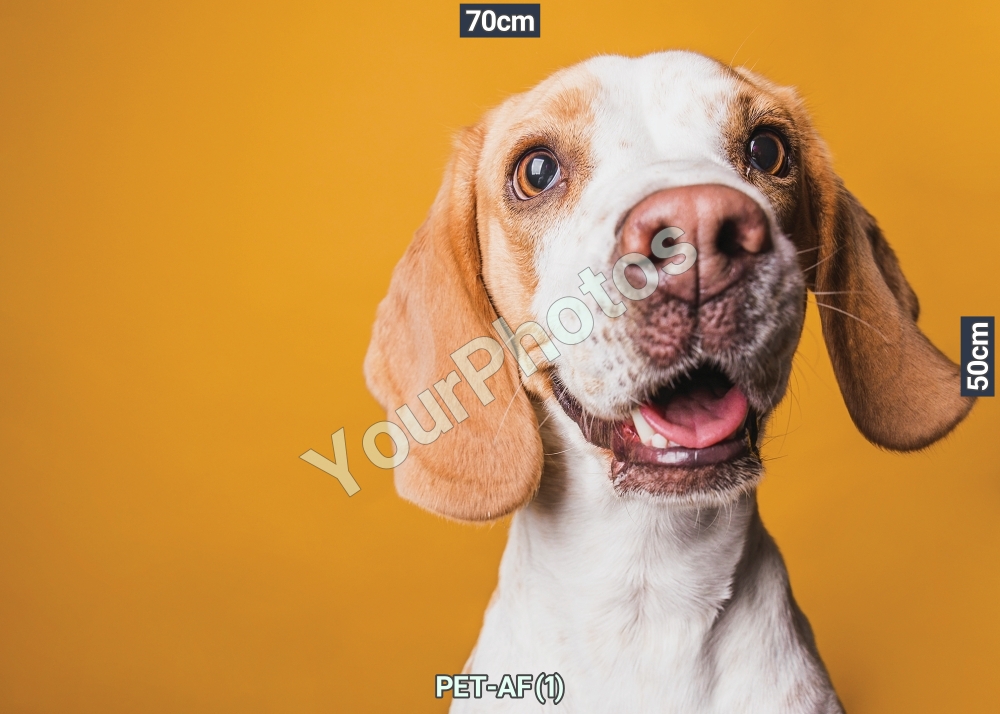 สติ๊กเกอร์ภาพสุนัข หมา แมว ภาพอาหารสัตว์