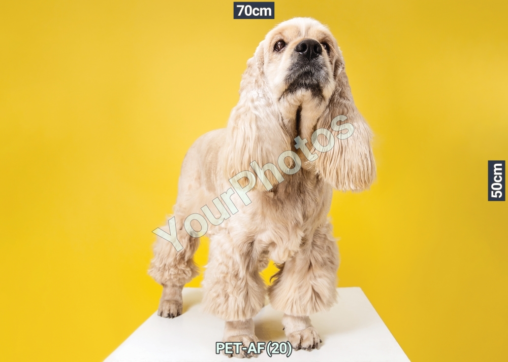 สติ๊กเกอร์ภาพสุนัข หมา แมว ภาพอาหารสัตว์